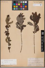 Foto von Salix aurita L.